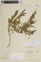 Solanum pseudocapsicum L., URUGUAY, F