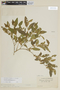 Solanum pseudocapsicum L., VENEZUELA, F