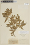 Solanum pseudocapsicum L., COLOMBIA, F