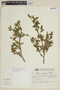 Solanum pseudocapsicum L., BRAZIL, F
