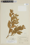 Solanum pseudocapsicum L., ARGENTINA, F