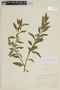 Solanum pseudocapsicum L., ECUADOR, F