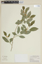Solanum pseudoquina A. St.-Hil., BRAZIL, F