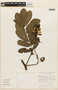 Senna reticulata (Willd.) H. S. Irwin & Barneby, BRAZIL, F