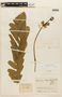 Senna reticulata (Willd.) H. S. Irwin & Barneby, COLOMBIA, F