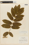 Senna silvestris subsp. bifaria H. S. Irwin & Barneby, BRAZIL, F