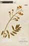 Senna silvestris subsp. bifaria H. S. Irwin & Barneby, BRAZIL, F