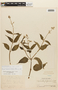 Aciotis purpurascens (Aubl.) Triana, PERU, F