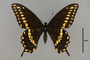 124004 Papilio polyxenes d IN
