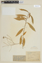 Solanum rufescens var. virescens Hieron., BRAZIL, F