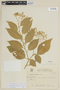 Solanum sanctaecatharinae Dunal, BRAZIL, F