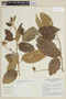 Solanum sendtnerianum Van Heurck & Müll. Arg., BRAZIL, G. T. Prance 24332, F