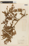 Tamarindus indica L., COLOMBIA, F