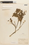Tamarindus indica L., PERU, F