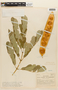 Albizia lebbeck (L.) Benth., COLOMBIA, F