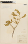 Albizia lebbeck (L.) Benth., F