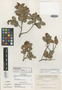 Gaultheria conzattii Camp, MEXICO, W. H. Camp 2416, Isotype, F