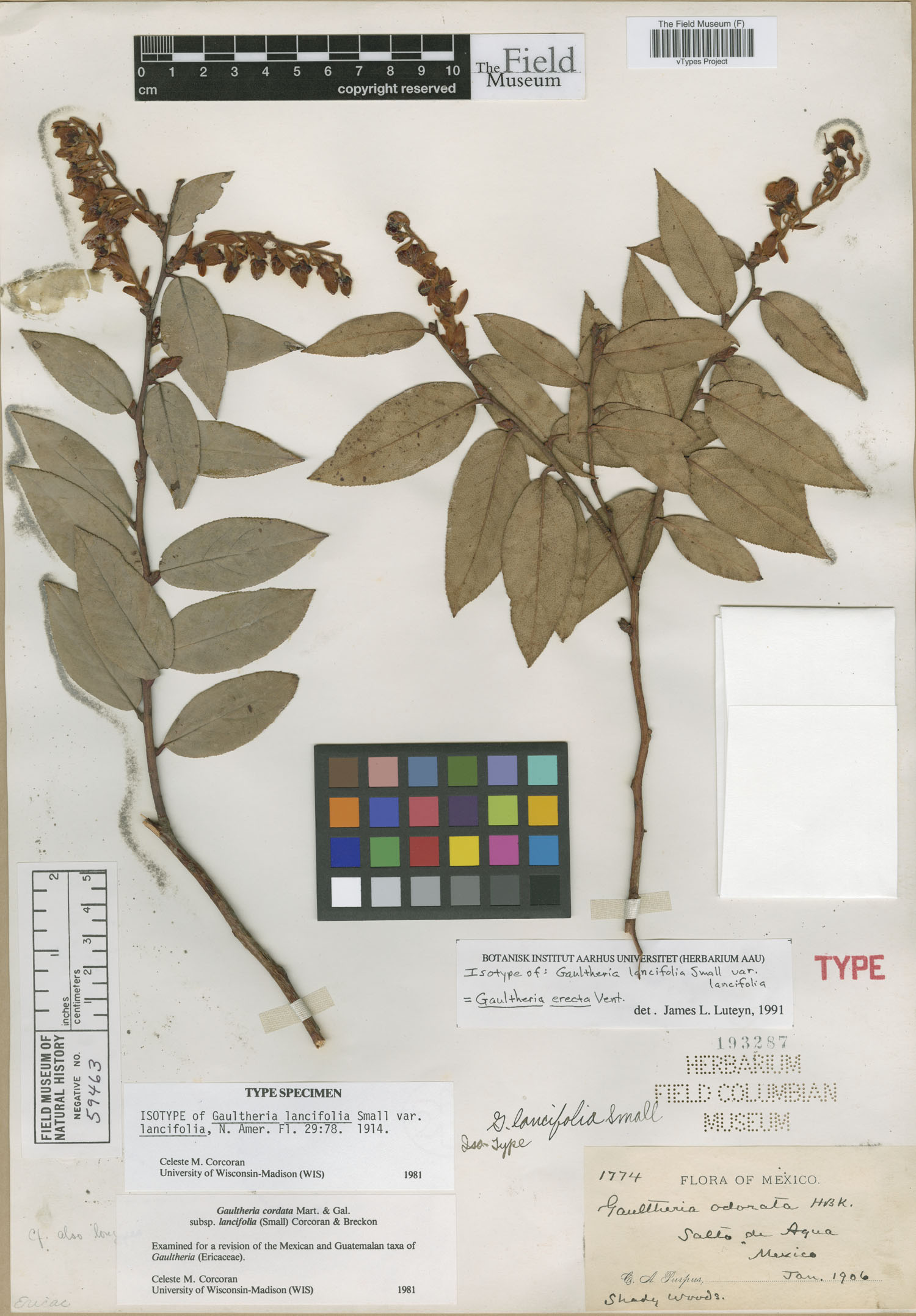 Gaultheria lancifolia var. lancifolia image