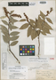 Gaultheria lancifolia var. lancifolia Small, MEXICO, C. A. Purpus 1774, Isotype, F