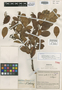 Gaultheria grata A. C. Sm., COLOMBIA, J. Cuatrecasas 13404, Isotype, F