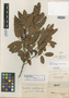 Leucothoe multiflora var. petiolaris Meisn., BRAZIL, G. Gardner 4986, Isotype, F