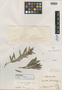 Leucothoe stenophylla Loes., BRAZIL, A. F. M. Glaziou 16323, Isotype, F