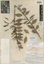 Macleania bullata Yeo, ECUADOR, W. H. Camp E-1737, Isotype, F