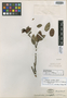 Thibaudia cordifolia Kunth, COLOMBIA, F. W. H. A. von Humboldt, Isotype, F