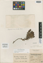 Pernettya nitida Planch. ex Sleumer, VENEZUELA, N. Funck 1068, Isotype, F