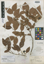 Vaccinium australe Small, U.S.A., J. K. Small, Isotype, F