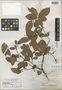 Vaccinium australe Small, U.S.A., J. K. Small, Isotype, F