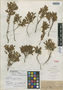 Vaccinium caespitosum var. angustifolium A. Gray, U.S.A., E. Hall 340, Isotype, F
