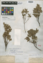 Vaccinium caespitosum var. arbuscula A. Gray, U.S.A., Mrs. R. M. Austin, Isotype, F