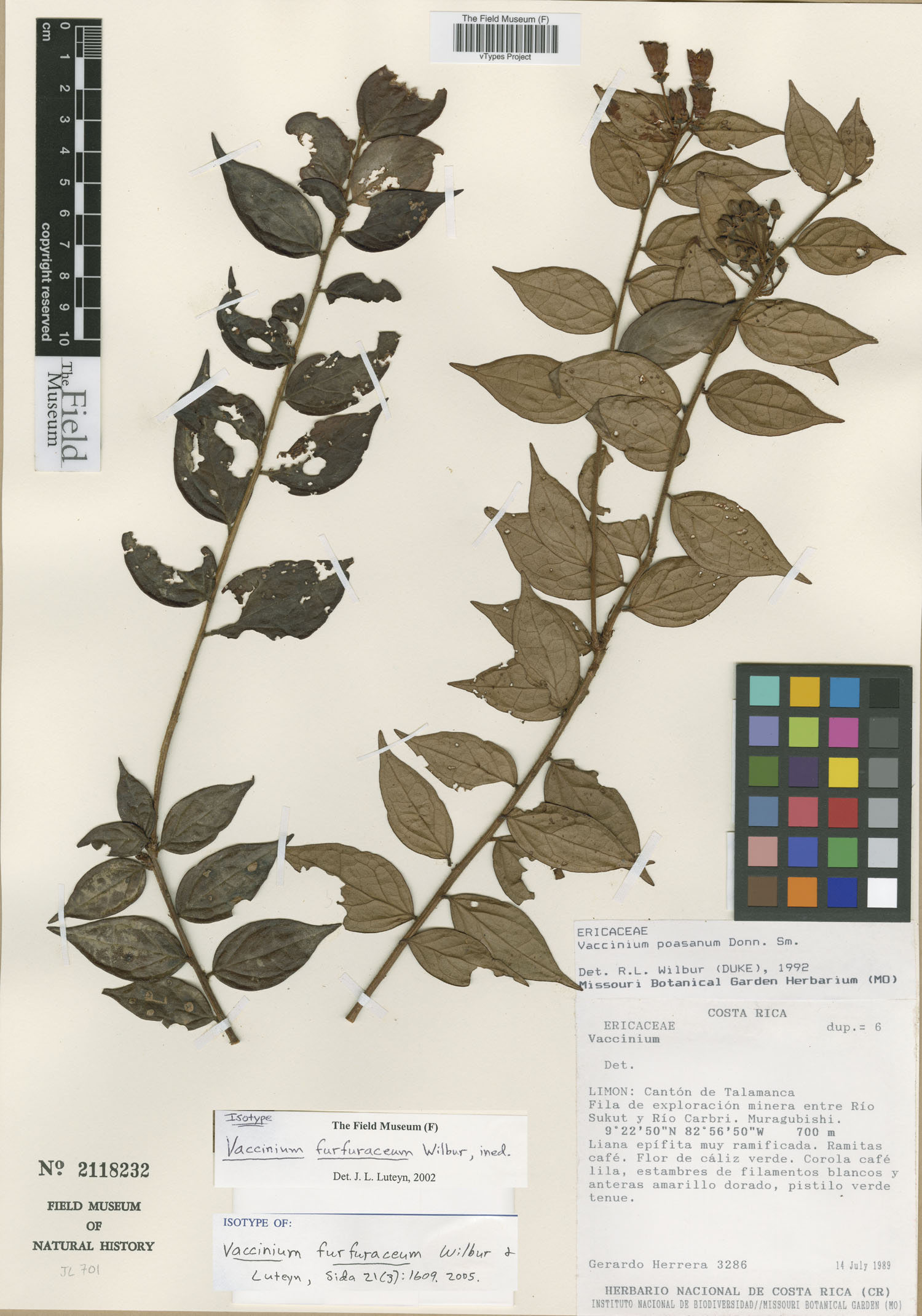 Vaccinium furfuraceum image