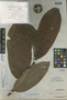 Quercus echinifera Merr., A. D. E. Elmer 21627, Isotype, F