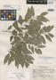 Casearia subsessiliflora image