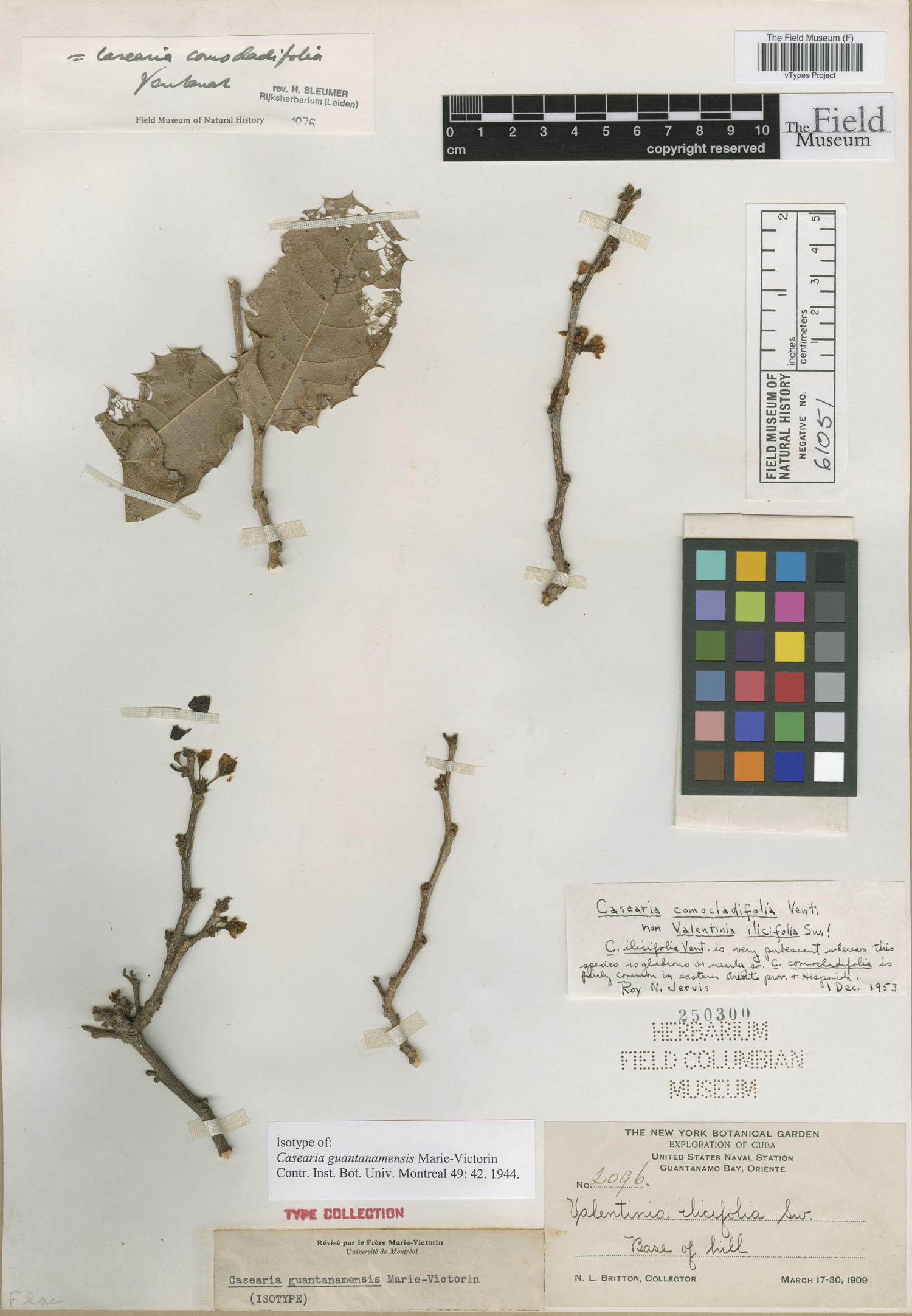 Casearia sylvestris subsp. sylvestris image