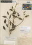 Casearia schulzeana O. C. Schmidt, Dominican Republic, E. L. Ekman 14870, Type [status unknown], F
