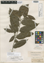 Casearia densiflora Benth., BRITISH GUIANA [Guyana], R. H. Schomburgk 143, Isolectotype, F