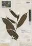 Casearia resinifera Spruce ex Eichler, Brazil, R. Spruce 2685, Isotype, F