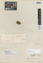 Casearia rufescens Cambess., Brazil, A. F. C. P. de Saint-Hilaire, Isotype, F