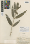 Casearia longifolia A. C. Sm., FIJI, O. Degener 15390, Isotype, F