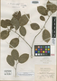 Homalium racemosum subsp. barbellatum Blake, JAMAICA, W. Harris 9981, Isotype, F