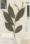 Homalium nicaraguense Blake, NICARAGUA, C. L. Smith 3, Isotype, F