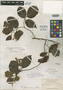 Homalium pleiandrum Blake, PUERTO RICO, A. A. Heller 957, Isotype, F