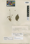 Homalium columbianum Blake, Colombia, H. M. Curran 21, Isotype, F