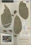 Hydnocarpus alcalae C. DC., PHILIPPINES, T. Alcala, Isotype, F