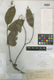 Hydnocarpus unonufolia Elmer, Philippines, A. D. E. Elmer 12936, Isotype, F