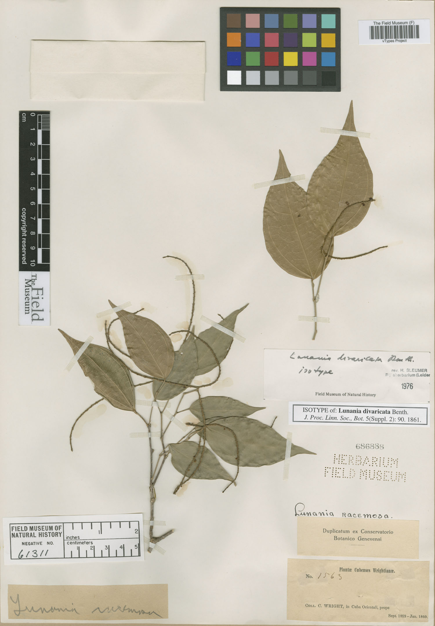 Lunania divaricata image