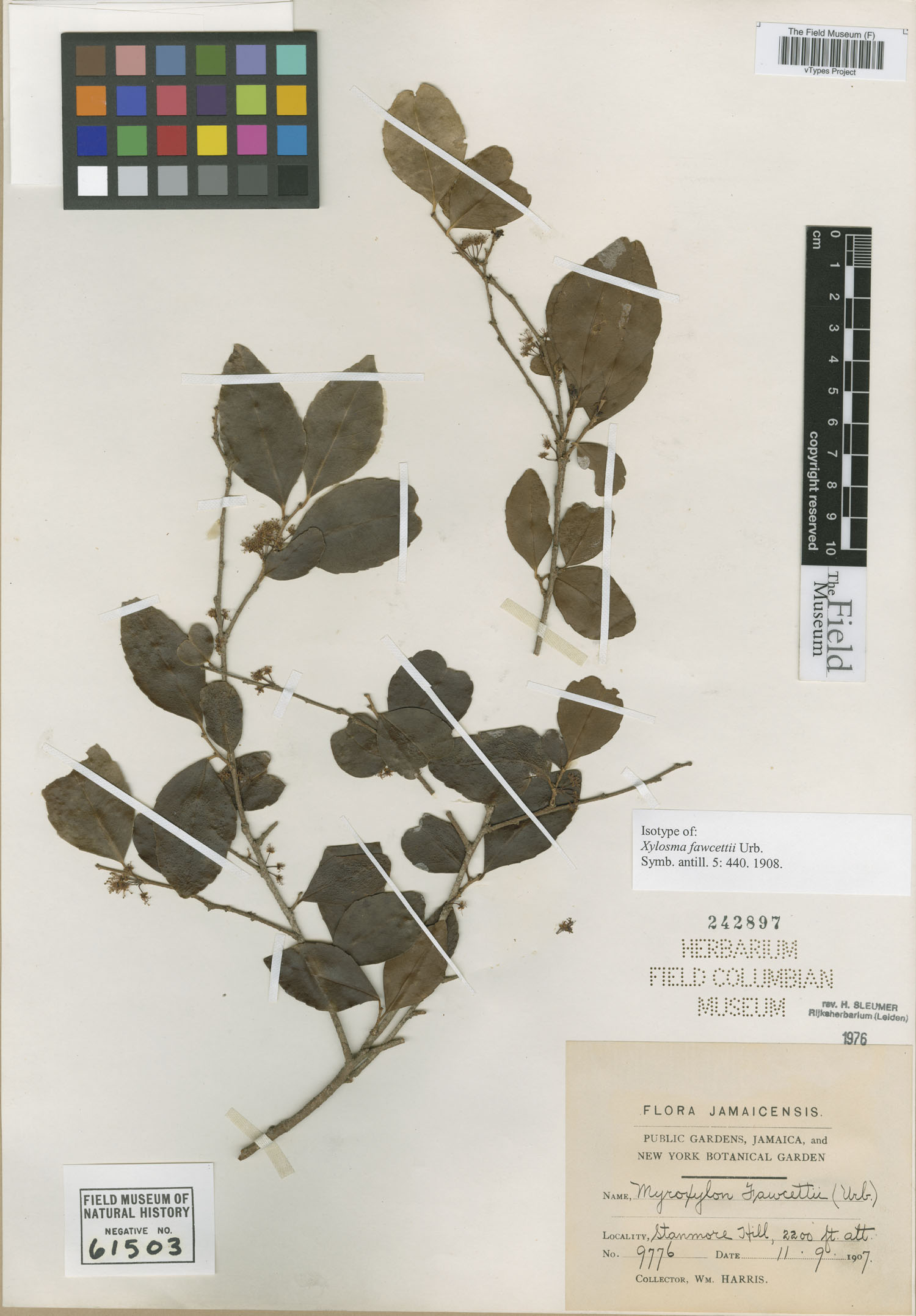 Xylosma fawcettii image
